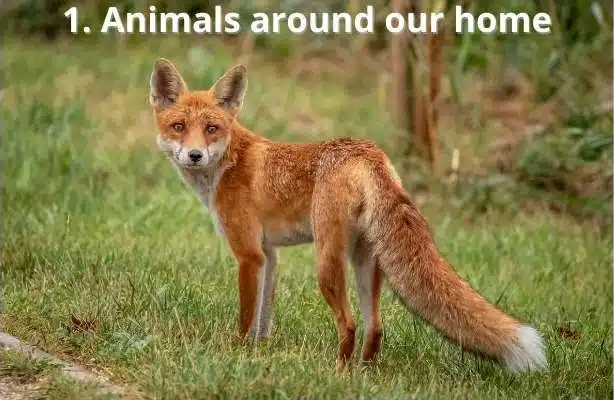 1. Animals around our home