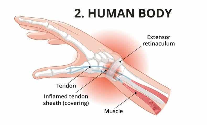 Human body – környezetismeret – 4. osztály
