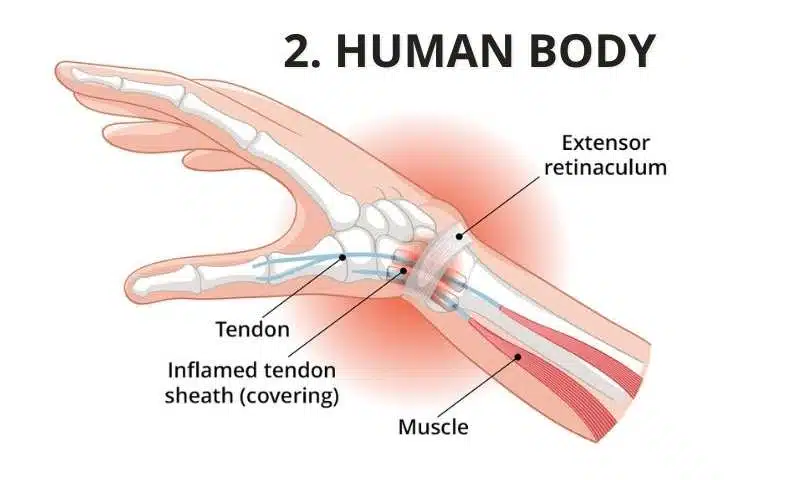 2. Human Body